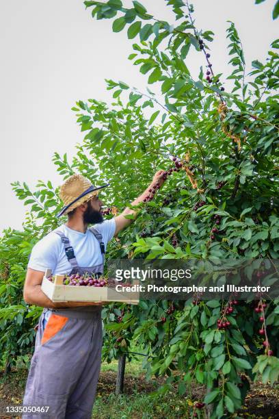 young farmer picking up cherries from a tree - cherry tree stockfoto's en -beelden