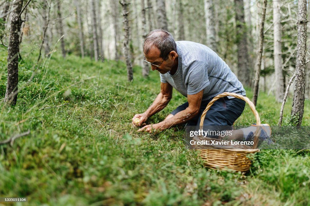 Retired senior man harvesting cantharellus cibarius in the forest