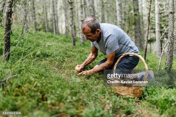 retired senior man harvesting cantharellus cibarius in the forest - green mushroom stock pictures, royalty-free photos & images
