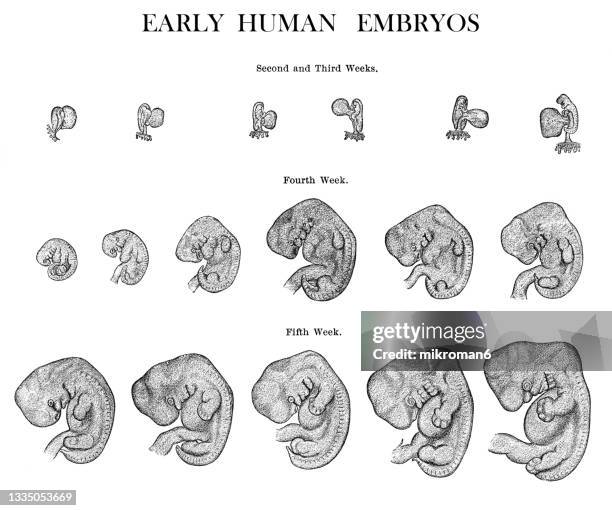 old engraved illustration of human fetus at various stages - biomedical illustration stock pictures, royalty-free photos & images