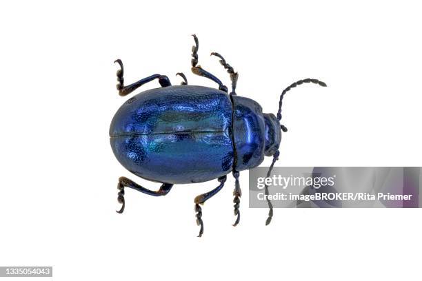 blue mint leaf beetle sky blue leaf beetle (chrysolina coerulans), germany - chrysolina stock pictures, royalty-free photos & images