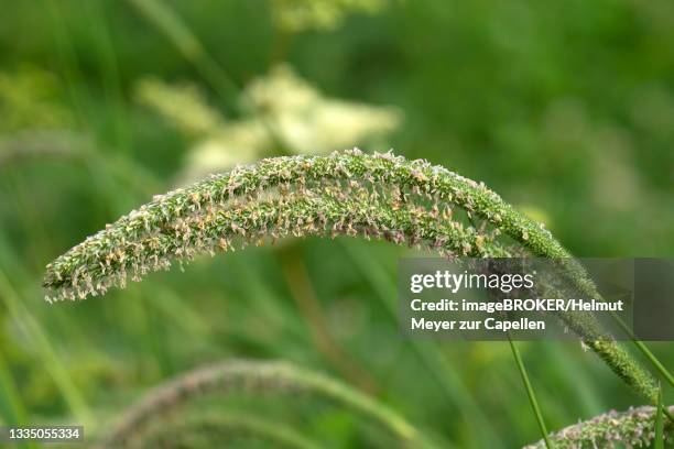 seed stand of meadow foxtail (alopecurus pratensis), bavaria, germany - alopecurus stock pictures, royalty-free photos & images