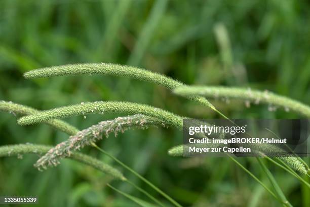 meadow foxtail (alopecurus pratensis), bavaria, germany - alopecurus stock pictures, royalty-free photos & images