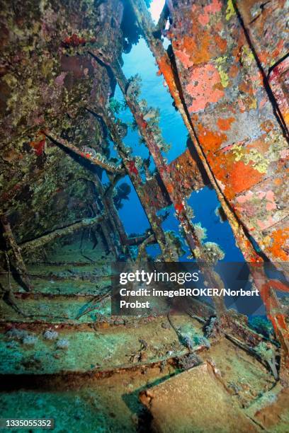 inside with sponge (porifera) overgrown shipwreck, sailing ship, red sea, abu galawa, fury shoals, egypt - spongia stock pictures, royalty-free photos & images