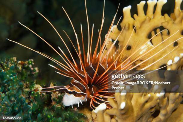 radial firefish (pterois radiata), nocturnal, hides in red sea fire coral (millepora dichotomata), coral reef, red sea, fury shoals, egypt - pterois radiata stock pictures, royalty-free photos & images