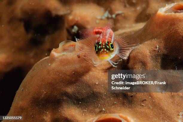 neon pygmy goby (eviota pellucida) lying on sponge (porifera), moluccas, indonesia - trimma okinawae stock pictures, royalty-free photos & images