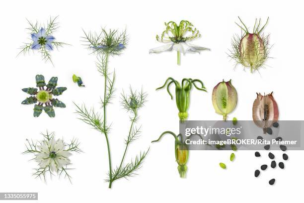 Capsule Example Botany Capsule (Botany) Photos and Premium High Res Pictures - Getty Images