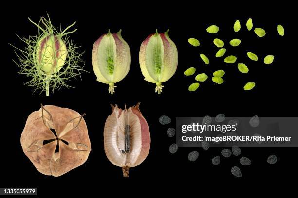 Capsule Example Botany Capsule (Botany) Photos and Premium High Res Pictures - Getty Images