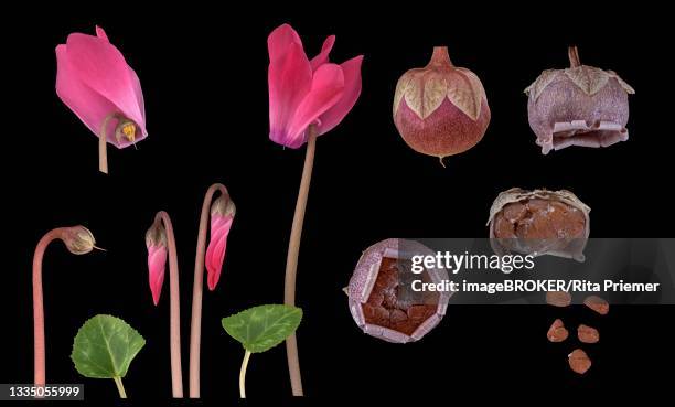 Capsule Example Botany Capsule (Botany) Photos and Premium High Res Pictures - Getty Images