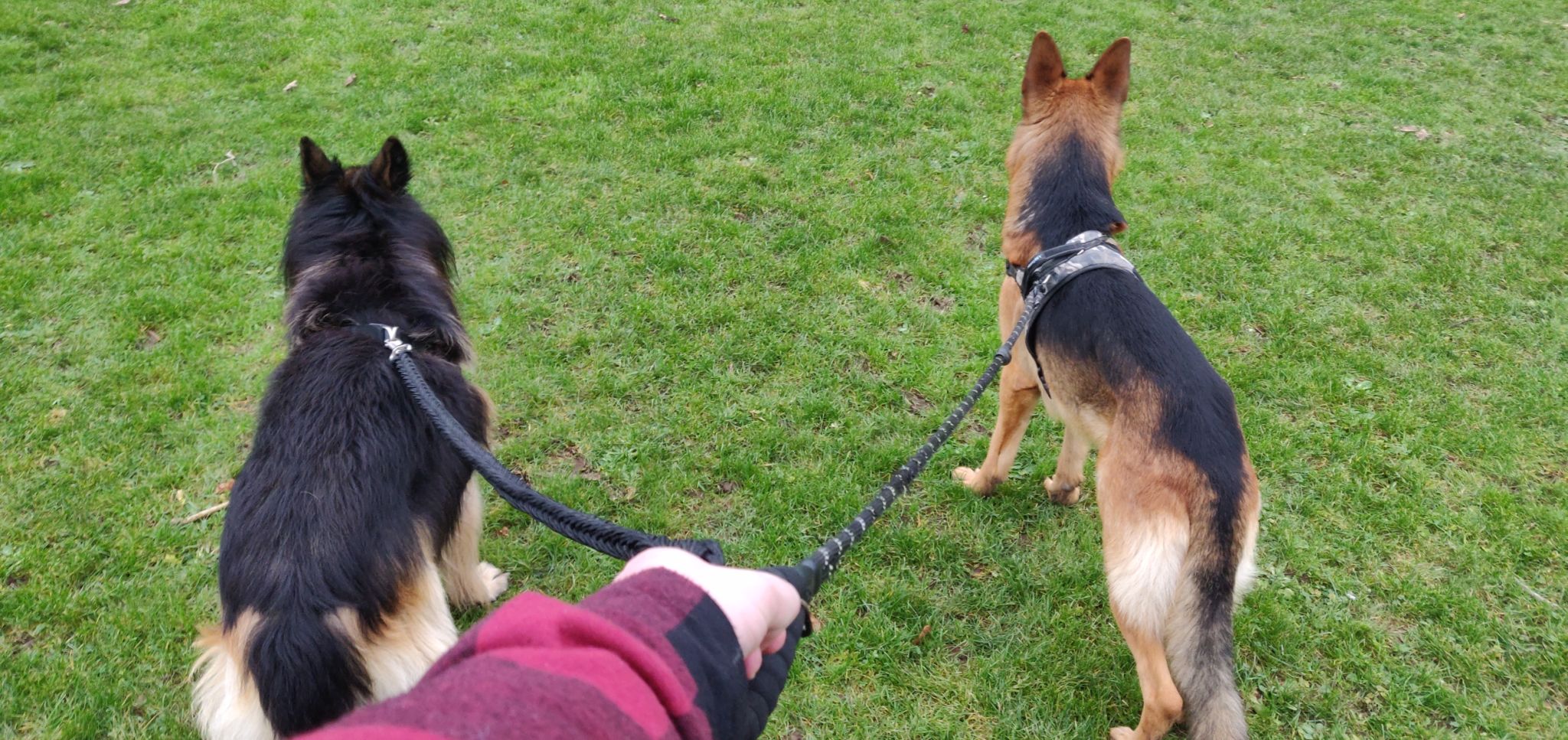 dog training follow-up