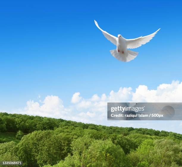low angle view of swan flying over blue sky - dove stock pictures, royalty-free photos & images