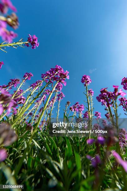 low angle view of pink flowering plants against blue sky,hamburg,germany - jens siewert stock pictures, royalty-free photos & images