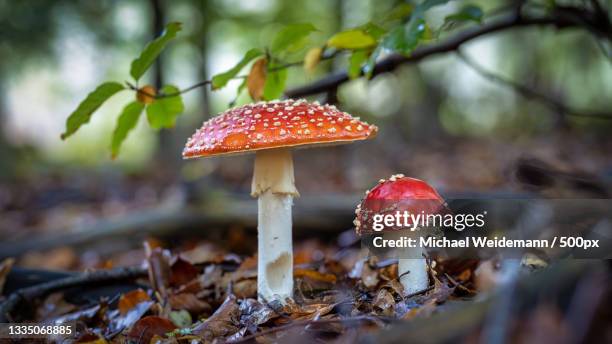 close-up of fly agaric mushroom on field,isselburg,germany - fly agaric mushroom - fotografias e filmes do acervo