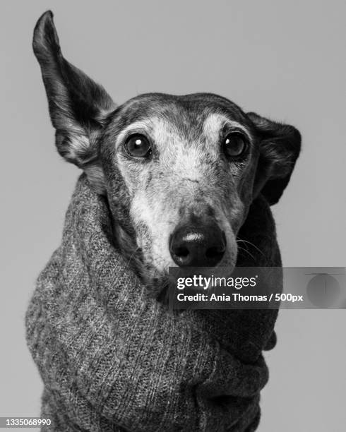 close-up portrait of greyhound against white background,bilbao,vizcaya,spain - black and white dog stock pictures, royalty-free photos & images