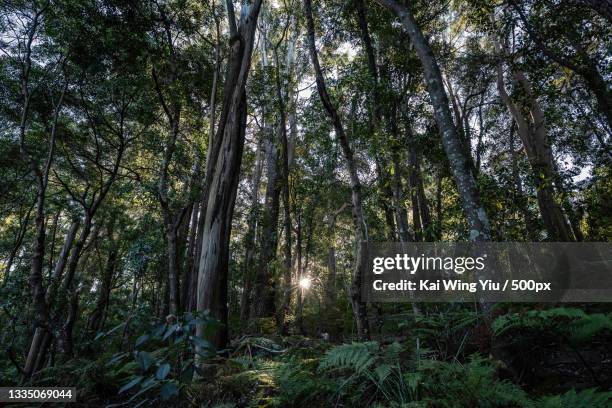 low angle view of trees in forest,epping,new south wales,australia - restoring stock pictures, royalty-free photos & images