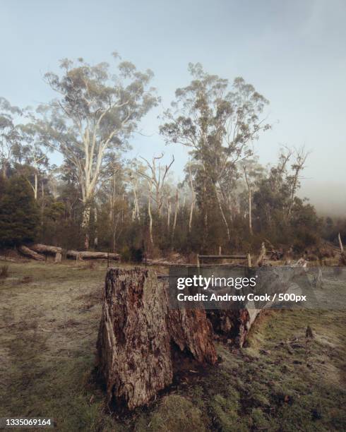 trees on field against sky,australia - deforestation australia stock pictures, royalty-free photos & images