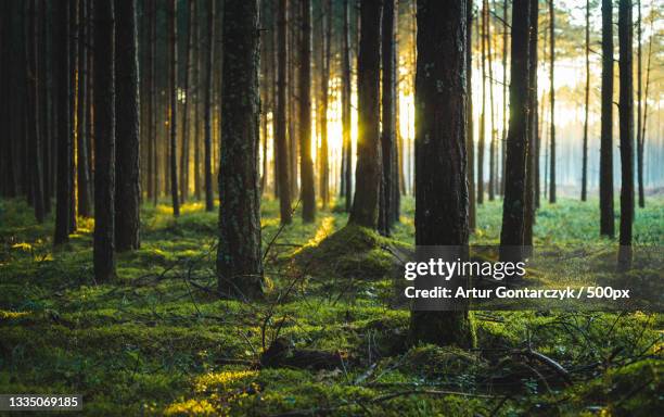 trees in forest,poland - forest bildbanksfoton och bilder