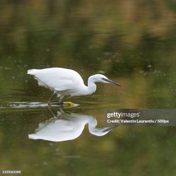 side view of egret perching in lake,richmond,united kingdom,uk - aigrette photos et images de collection