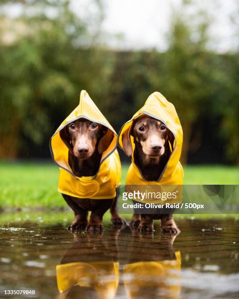 dachshunds in the rain - dackel stock-fotos und bilder