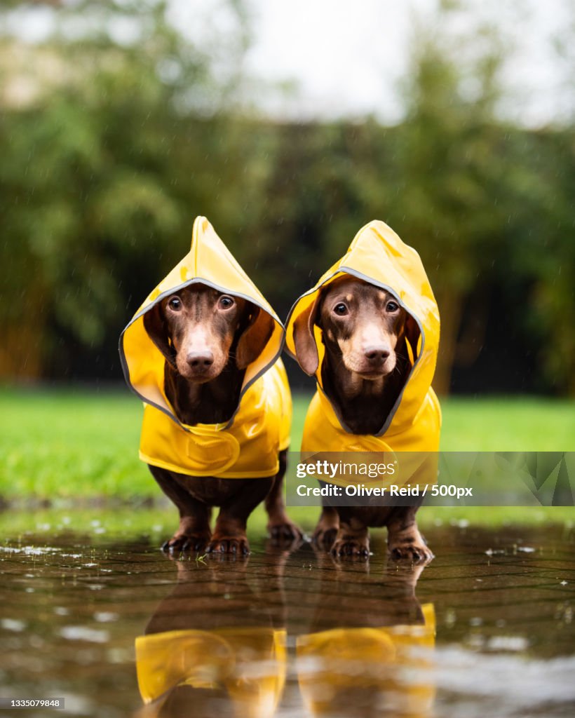 Dachshunds in the rain