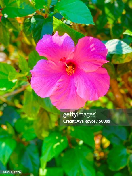 close-up of pink flowering plant - ava hardy stock pictures, royalty-free photos & images