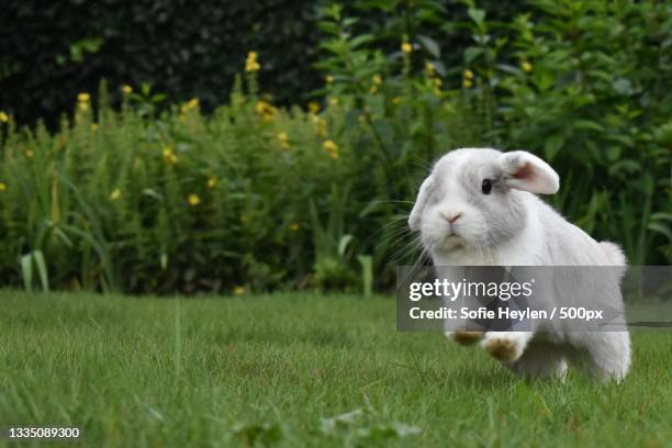 close-up of rabbit on grassy field - rabbit stock-fotos und bilder