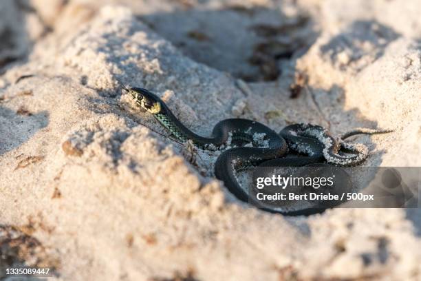 high angle view of water grass snake on sand,prerow,germany - water snake stock pictures, royalty-free photos & images