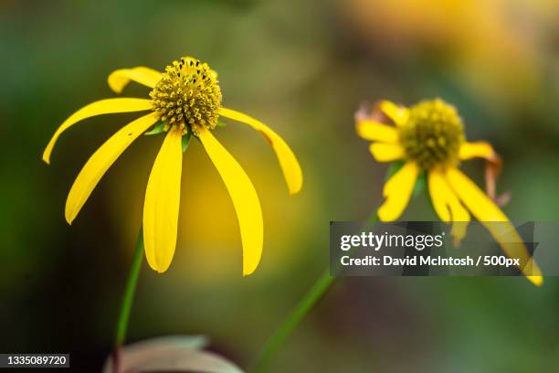 close-up of yellow flowering plant,strathroy,ontario,canada - strathroy ontario stock-fotos und bilder