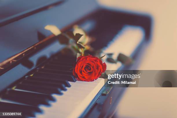 what kind of romantic piano songs you like? - a red rose on piano keys - piano rose stockfoto's en -beelden