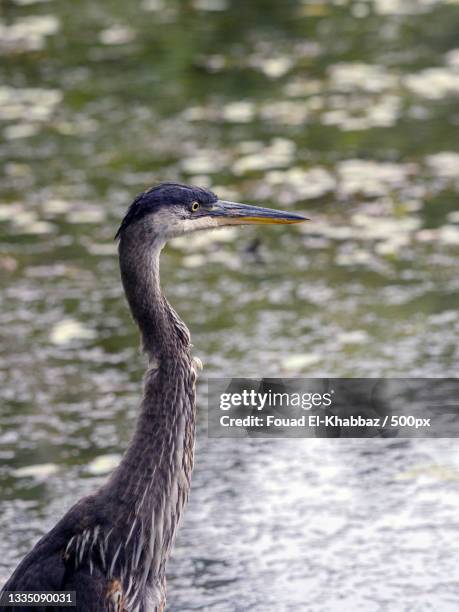 close-up of gray heron,canada - fouad el khabbaz stockfoto's en -beelden