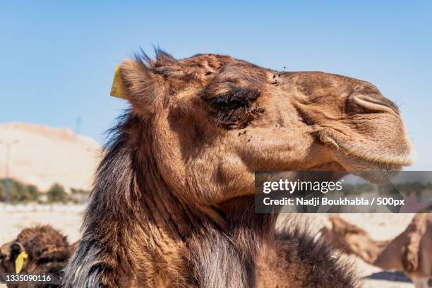 algeria sahara camel breeding,in biskra,algeria,biskra - algeria stock pictures, royalty-free photos & images