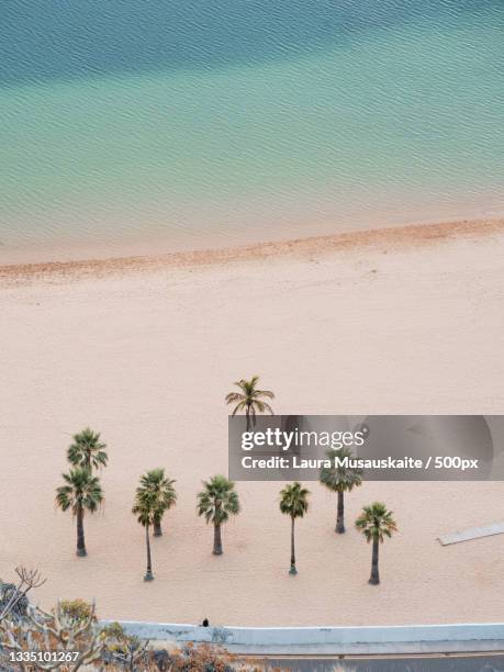 aerial view of palm trees at beach,playa de las teresitas,spain - playa de las teresitas stock pictures, royalty-free photos & images