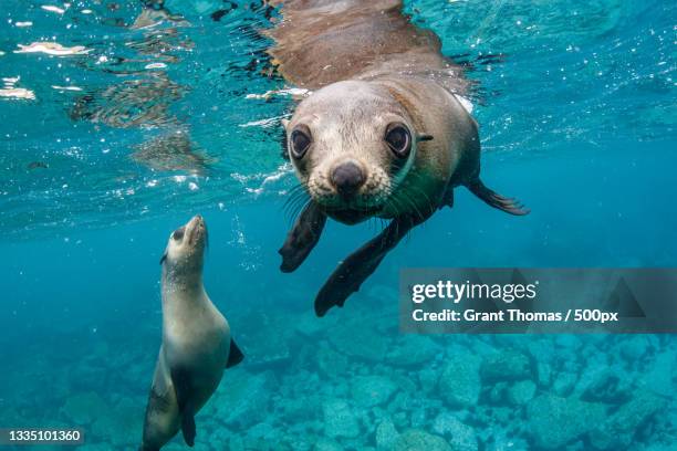 two seals in blue sea - mamífero fotografías e imágenes de stock