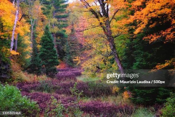 trees in forest during autumn,parry sound,ontario,canada - パリーサウンド ストックフォトと画像