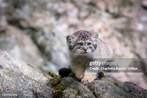 portrait of cat sitting on rock,hunnebostrand,sweden - athena greek goddess stock pictures, royalty-free photos & images