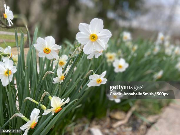 close-up of white flowering plants on field - annabelle smith stock pictures, royalty-free photos & images