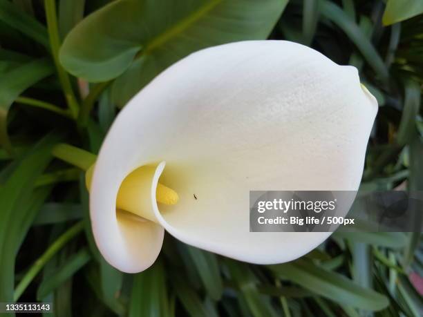 close-up of white flower,sydney,new south wales,australia - aronskelk stockfoto's en -beelden