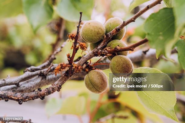 close-up of fruits growing on tree,turkey - ipek morel 個照片及圖片檔