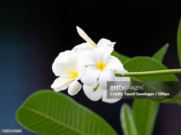 close-up of white flowering plant against black background,apia,samoa - samoa stock pictures, royalty-free photos & images
