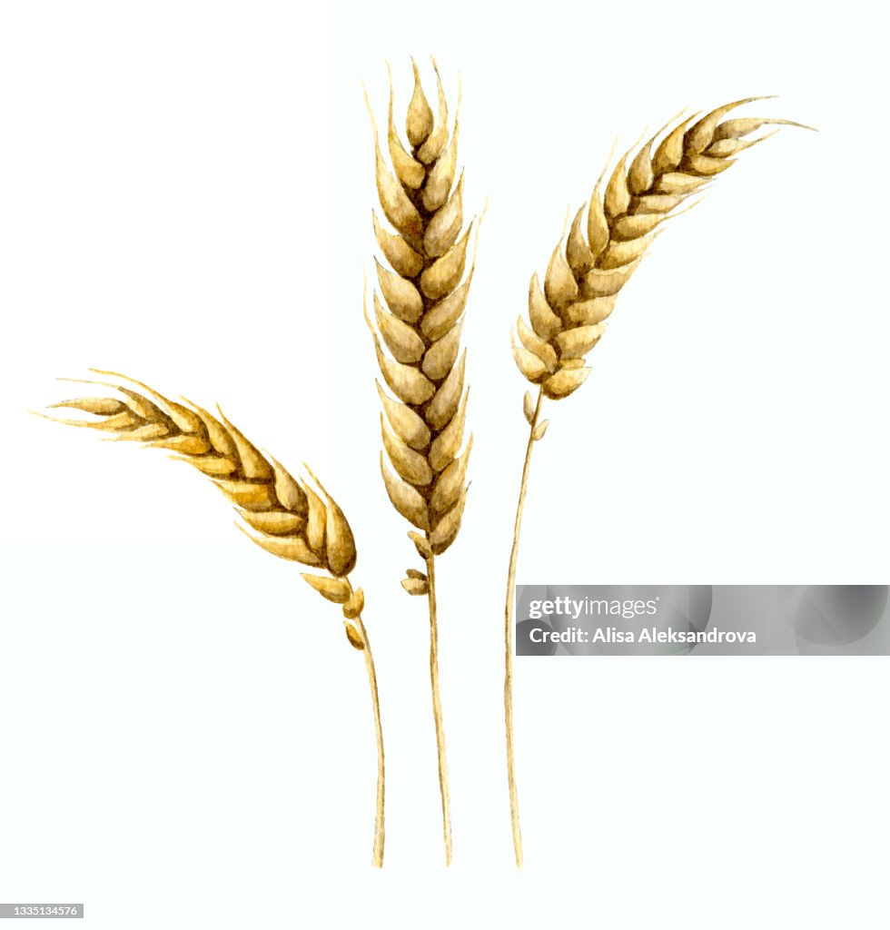 Malt Graphics Watercolor Ears Of Malt High-Res Vector Graphic - Getty Images