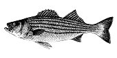 Morone saxatilis, striped bass, striped lavrak. Fish collection