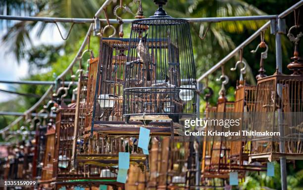 bird singing competition in thailand. - animal call stock pictures, royalty-free photos & images