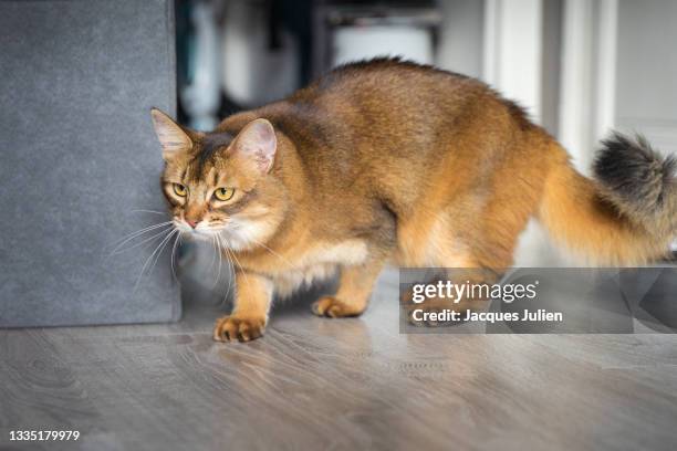 oriental cat playing - abyssinian cat stock-fotos und bilder