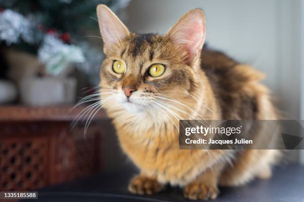 longhaired orange cat - oriental shorthair stock pictures, royalty-free photos & images