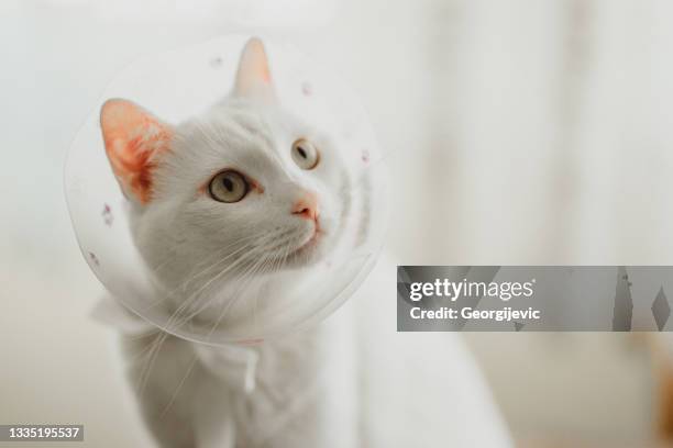beautiful white cat - hondenkraag stockfoto's en -beelden