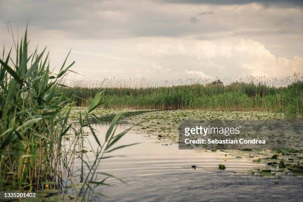 reed and water lily, image in the nature of the delta danube delta, romania bioreserve - danube river stock pictures, royalty-free photos & images