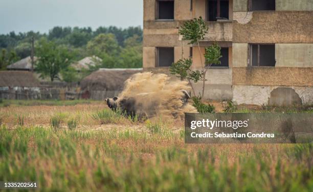 angry bull throwing dirt, dust, , danube delta, romania, europe. - eichenwäldchen stock-fotos und bilder