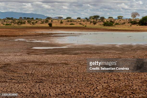dry cracked soil ground texture in fields, kenya safari national park wildlife migration. - paisaje árido fotografías e imágenes de stock