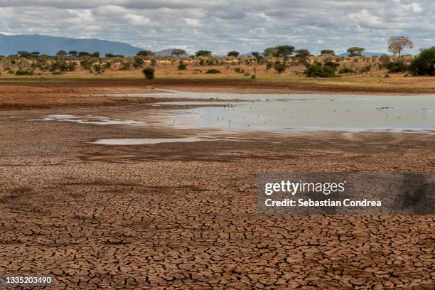 dry cracked soil ground texture in fields, kenya safari national park wildlife migration. - seco imagens e fotografias de stock