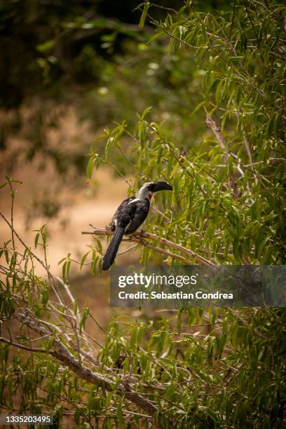 african grey hornbill (tockus nasutus) sitting on branch. kenya tsavo safari national park wildlife. - african grey hornbill stock pictures, royalty-free photos & images
